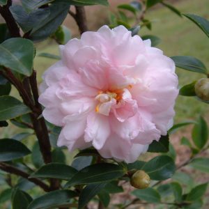 Camellia sasanqua Mignonne