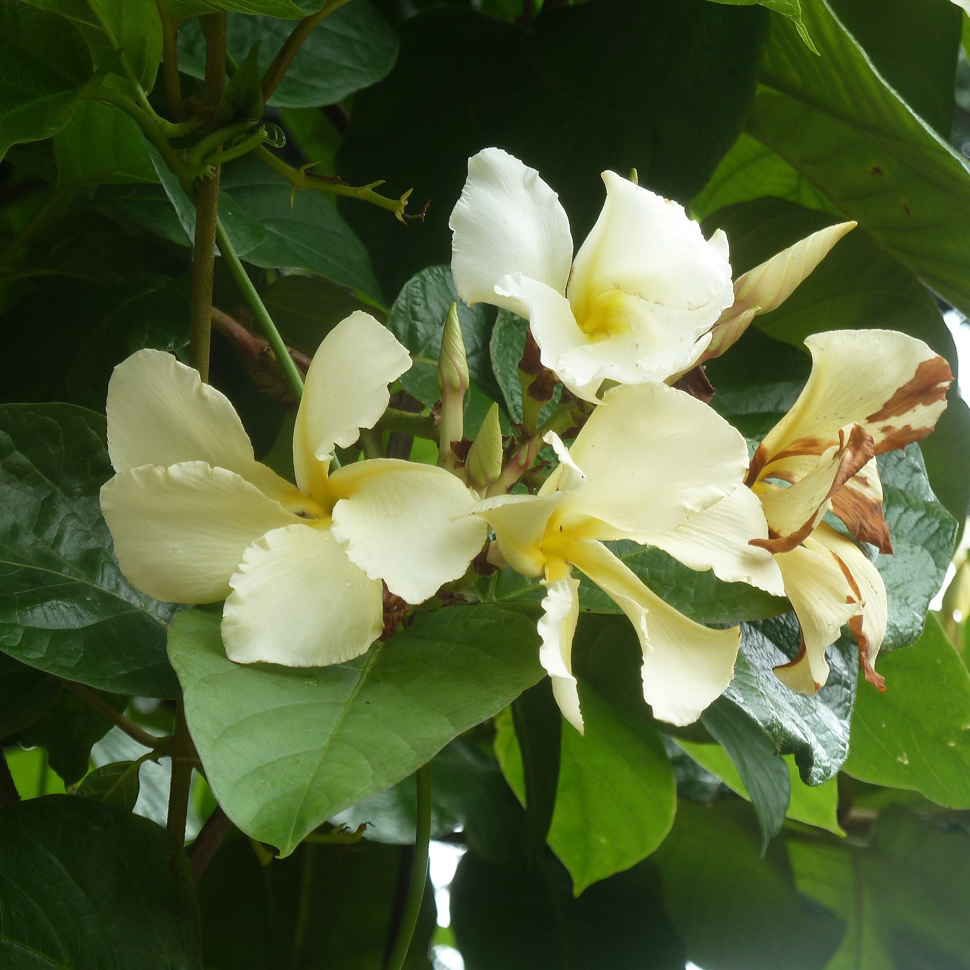 Chonemorpha fragrans- climbing frangipani