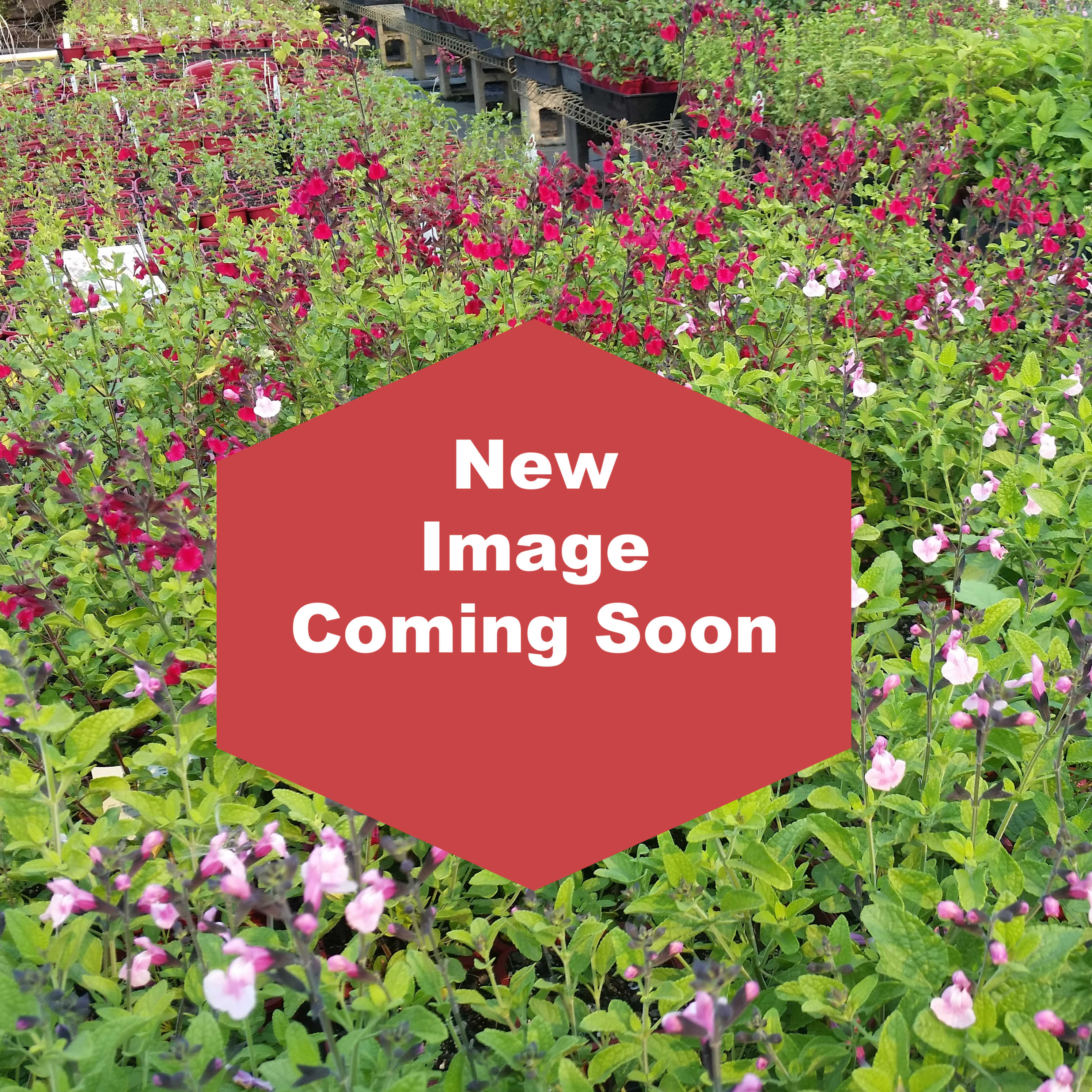 Salvia Buchananii 'Velvet Slipper'