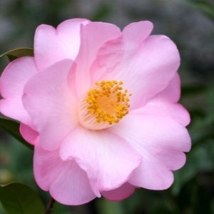 Camellia Japonica Mary Phoebe Taylor