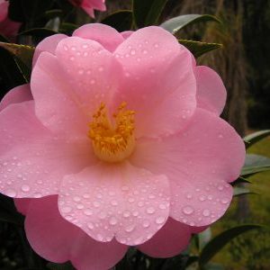 Camellia japonica Nicky Crisp