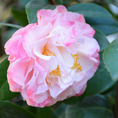 Camellia japonica Nuccio's Jewel