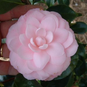 Camellia japonica Philippa Ifould