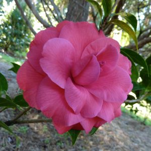 Camellia japonica Red Red Rose