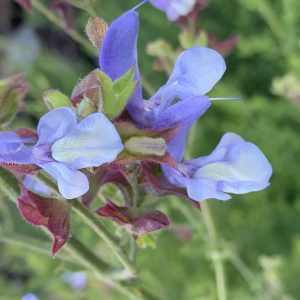 Salvia African Blue -caerula