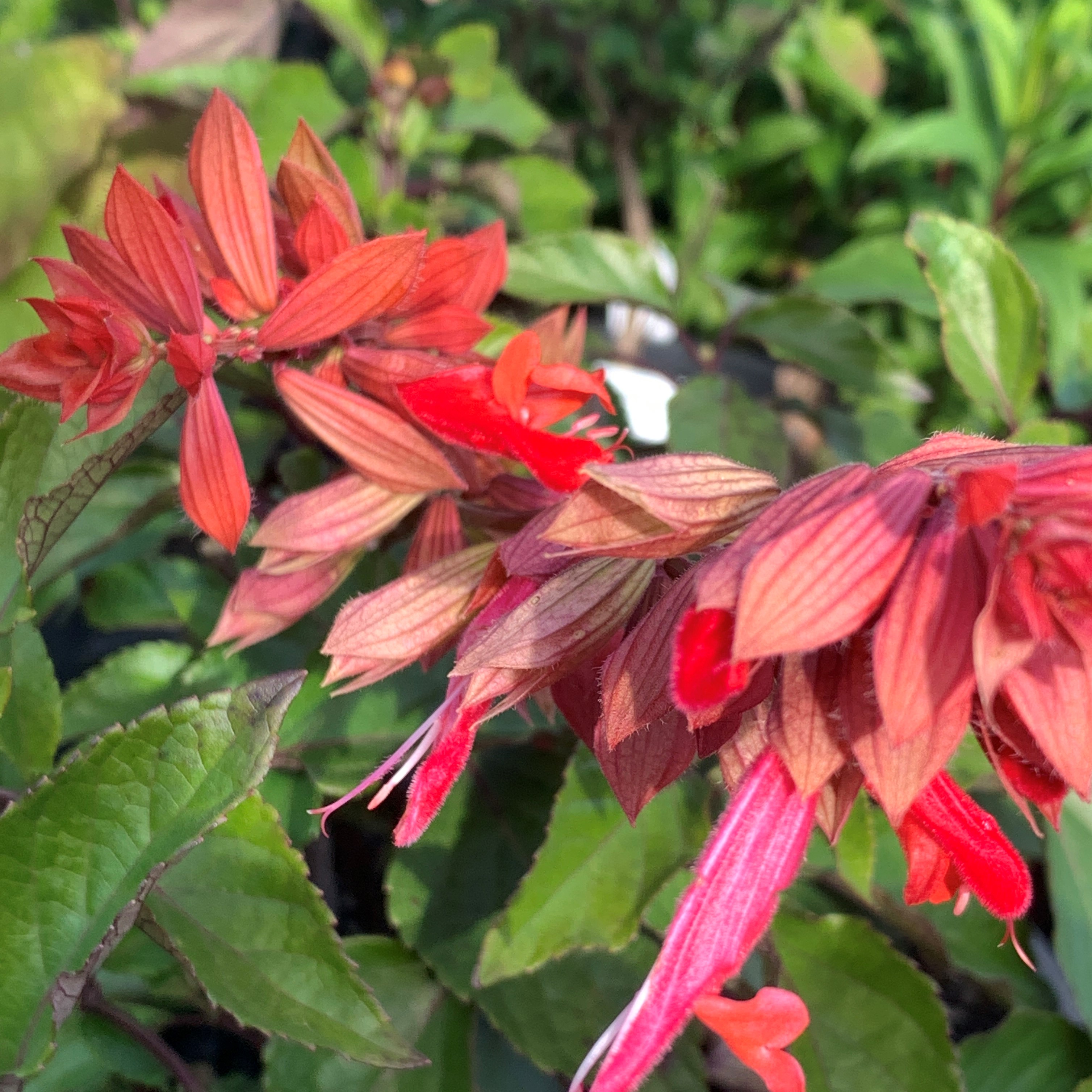 Salvia Art Gallery Red