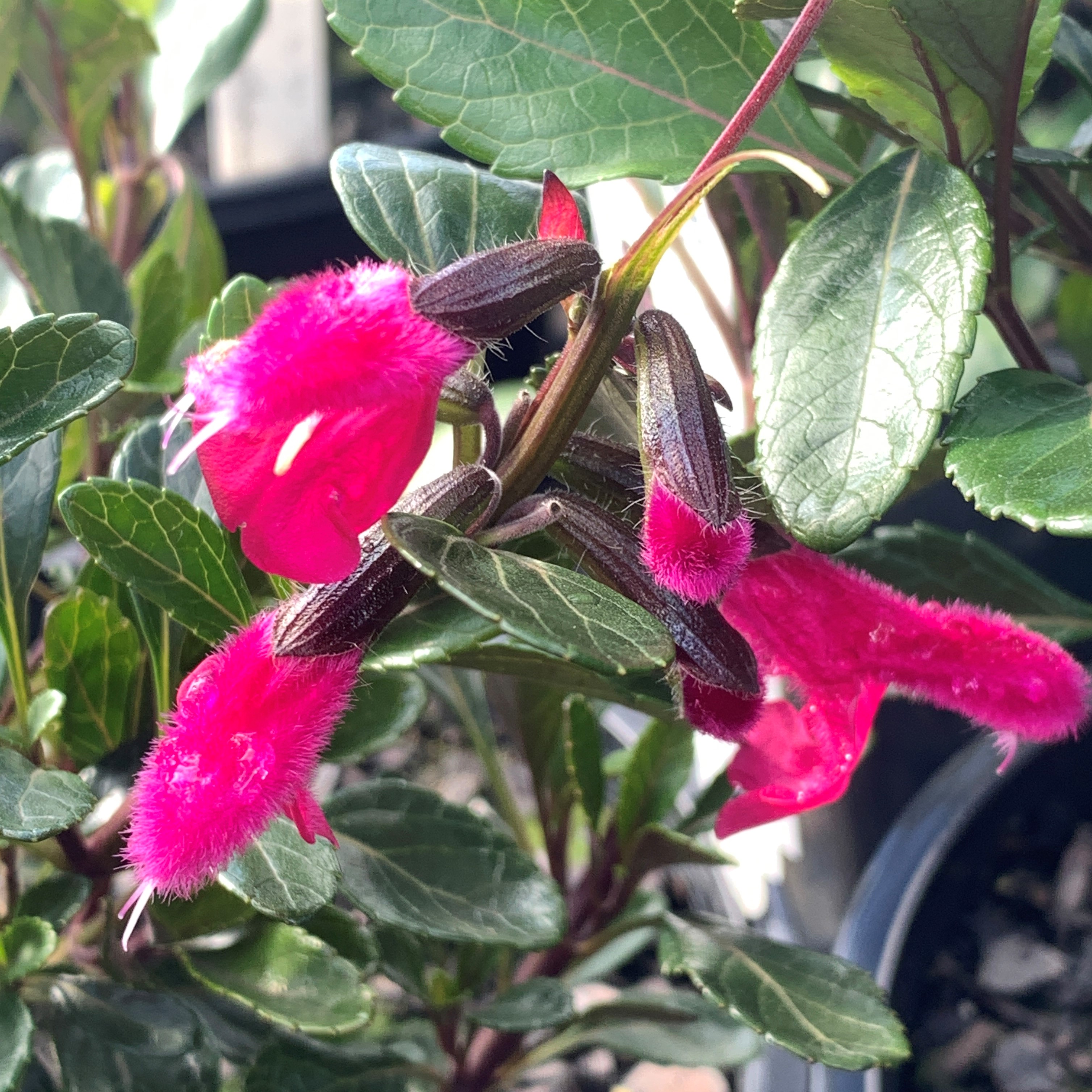 Salvia Chiapensis