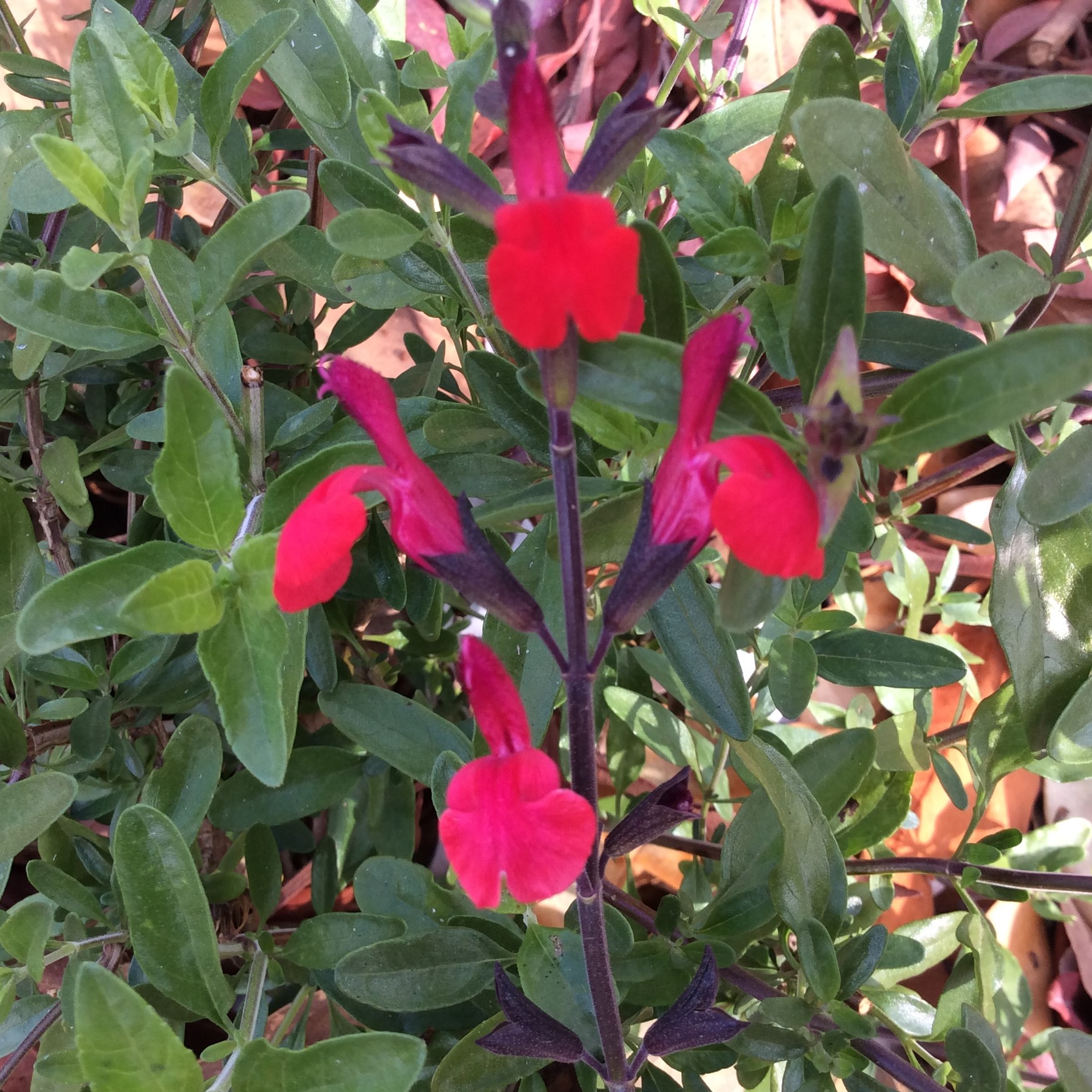 Salvia Crimson & Black
