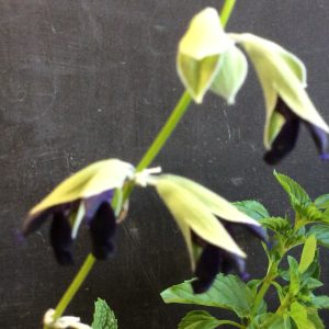 Salvia discolor 'Peruvian Black Sage'