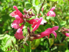 Salvia Follett's Folly