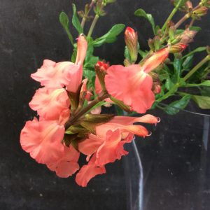 Salvia Kate Shaan