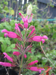 Salvia Kingsholme Cherry