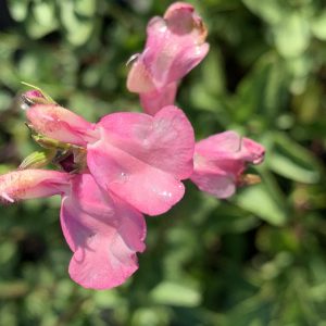 Salvia Los lirios