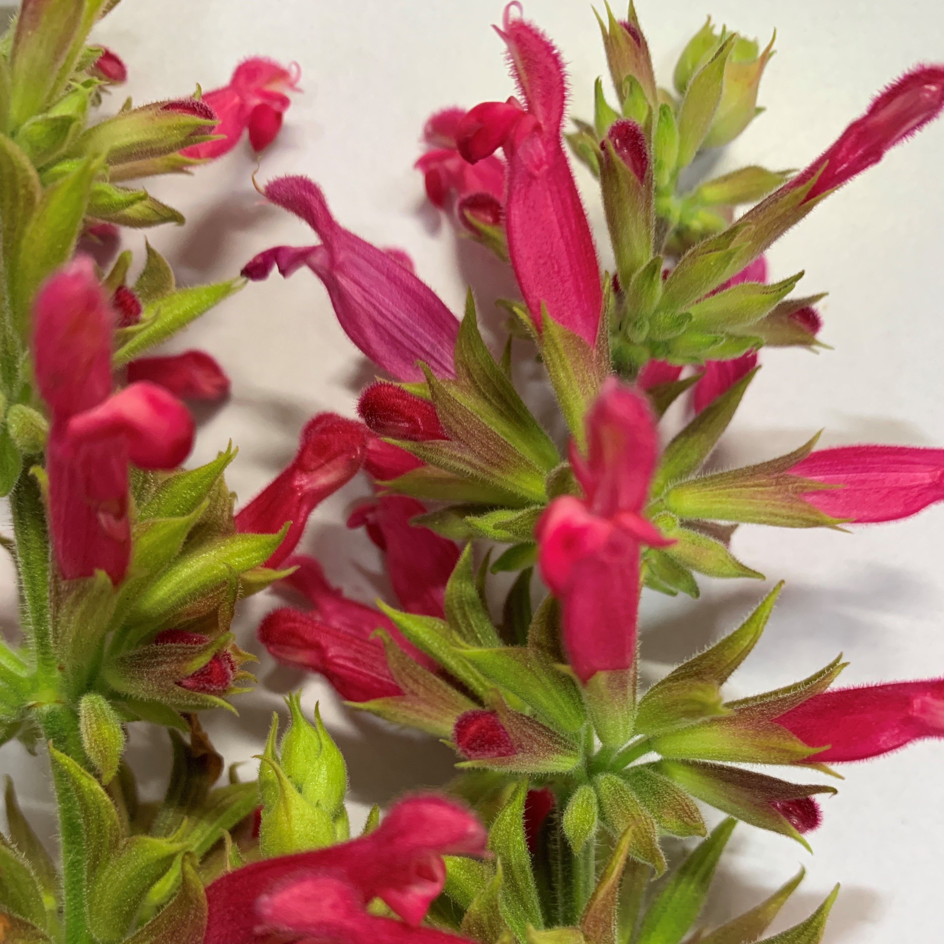 Salvia Marwin Gardens