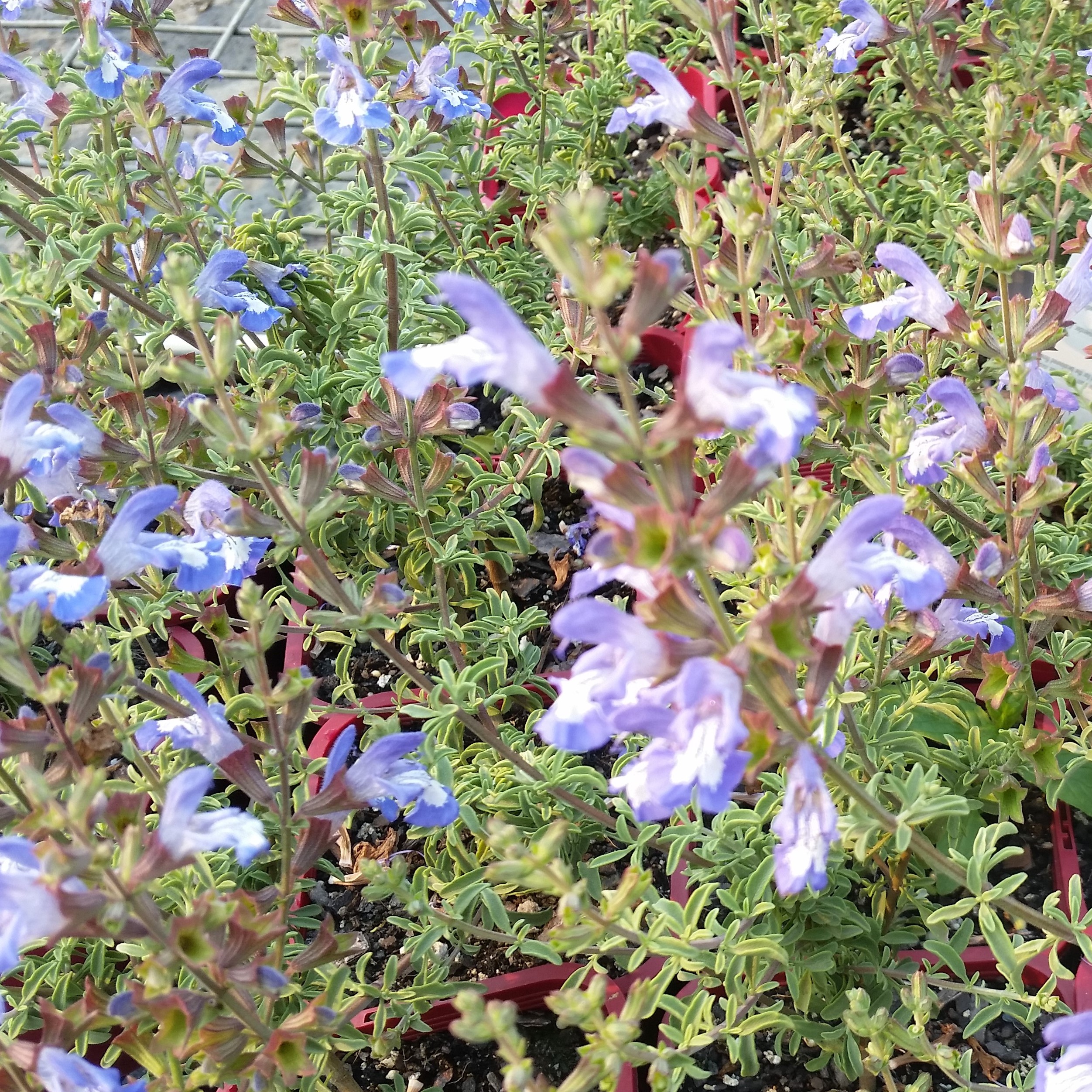Salvia Muirii