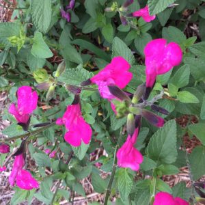 Salvia Neon
