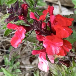 Salvia Red Beacon