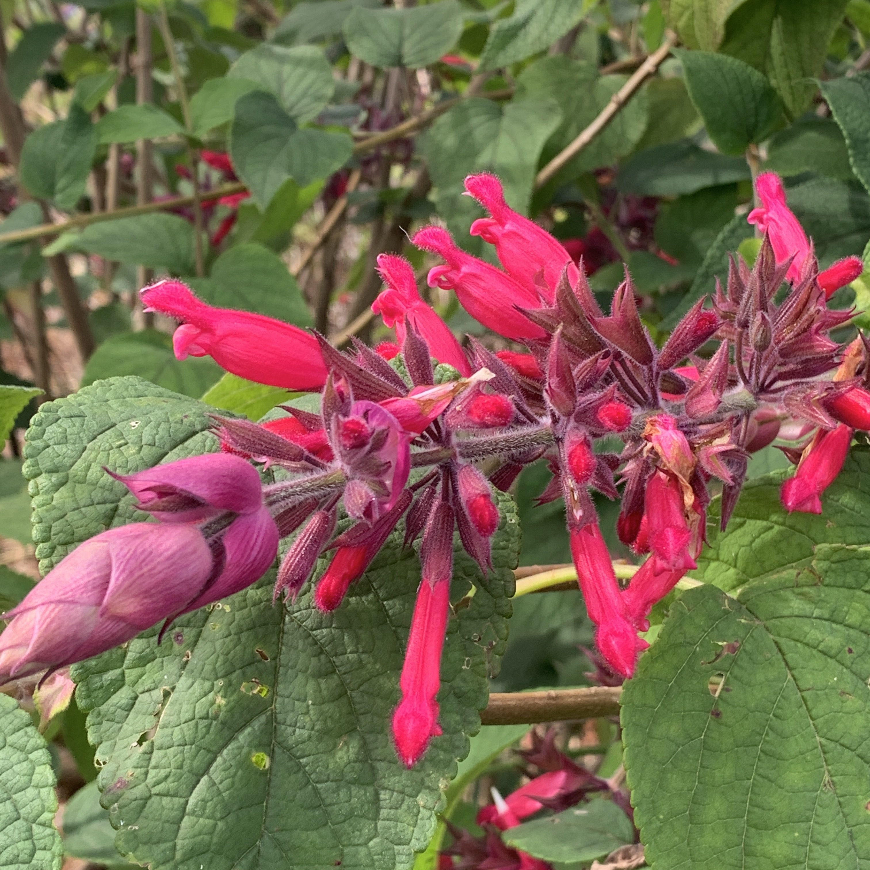 Salvia Romantic Rose (syn Winter Lipstick)