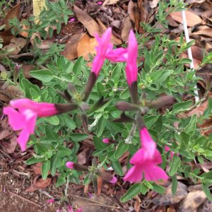Salvia Scorcher