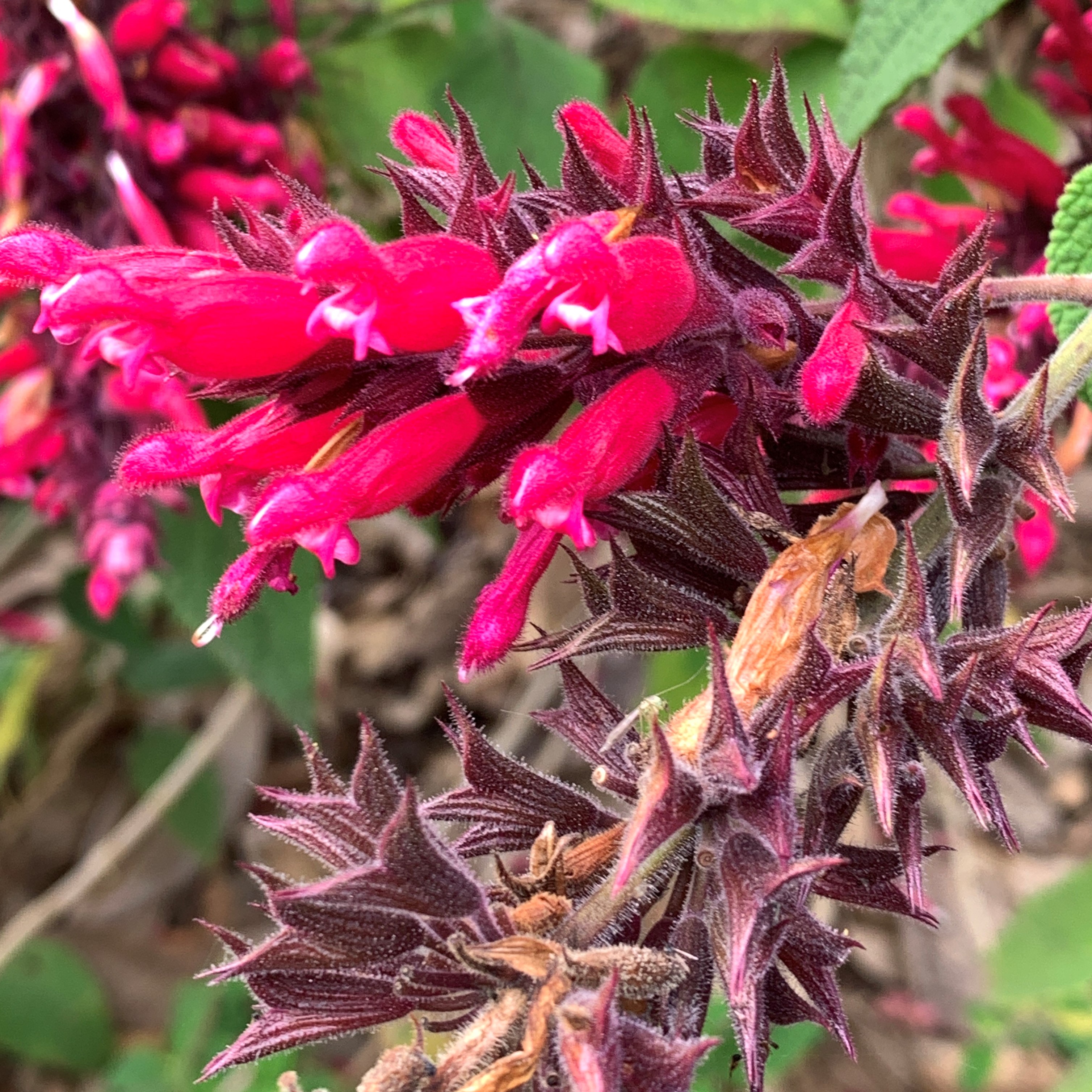 Salvia Timboon