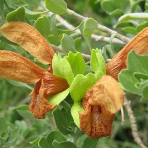 Salvia aurea Green Ginger
