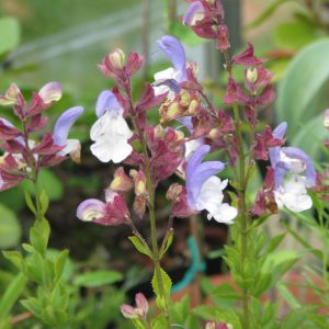 Salvia Blue Haze