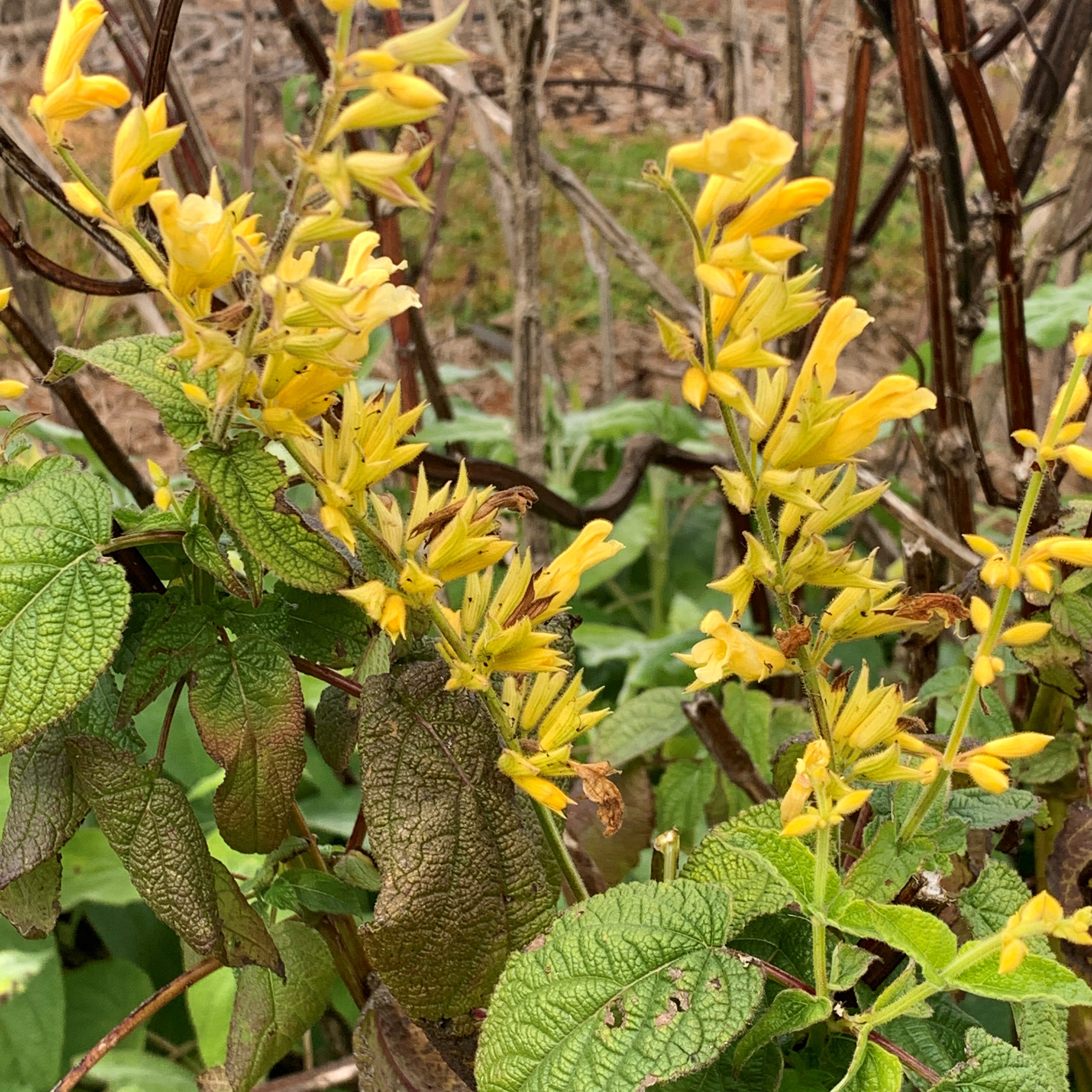 Salvia Golden Fountain