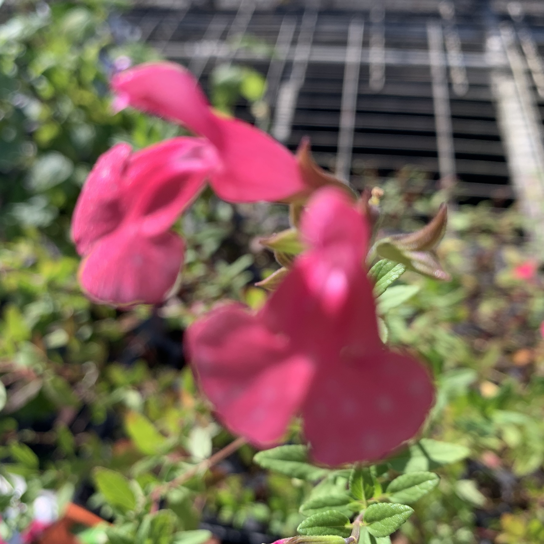 Salvia Strawberry Shortcake