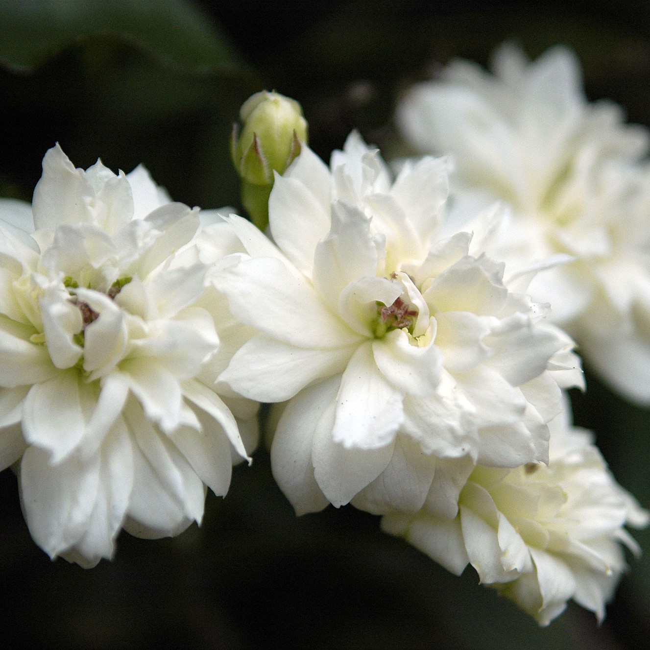 Rose banksia white