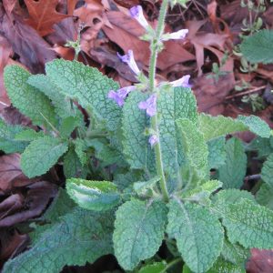 Salvia Aurita v Aurita