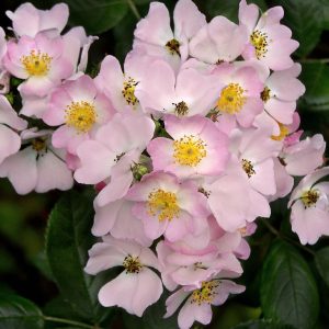 Rosa multiflora Single Pink