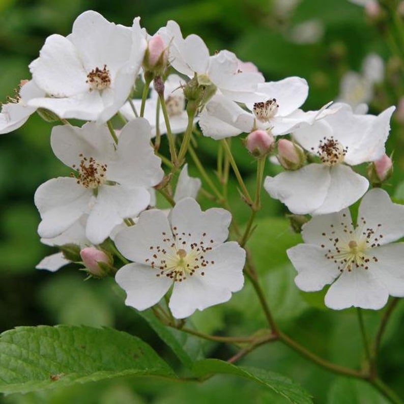 Rosa multiflora single White