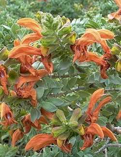 Salvia Africana lutea
