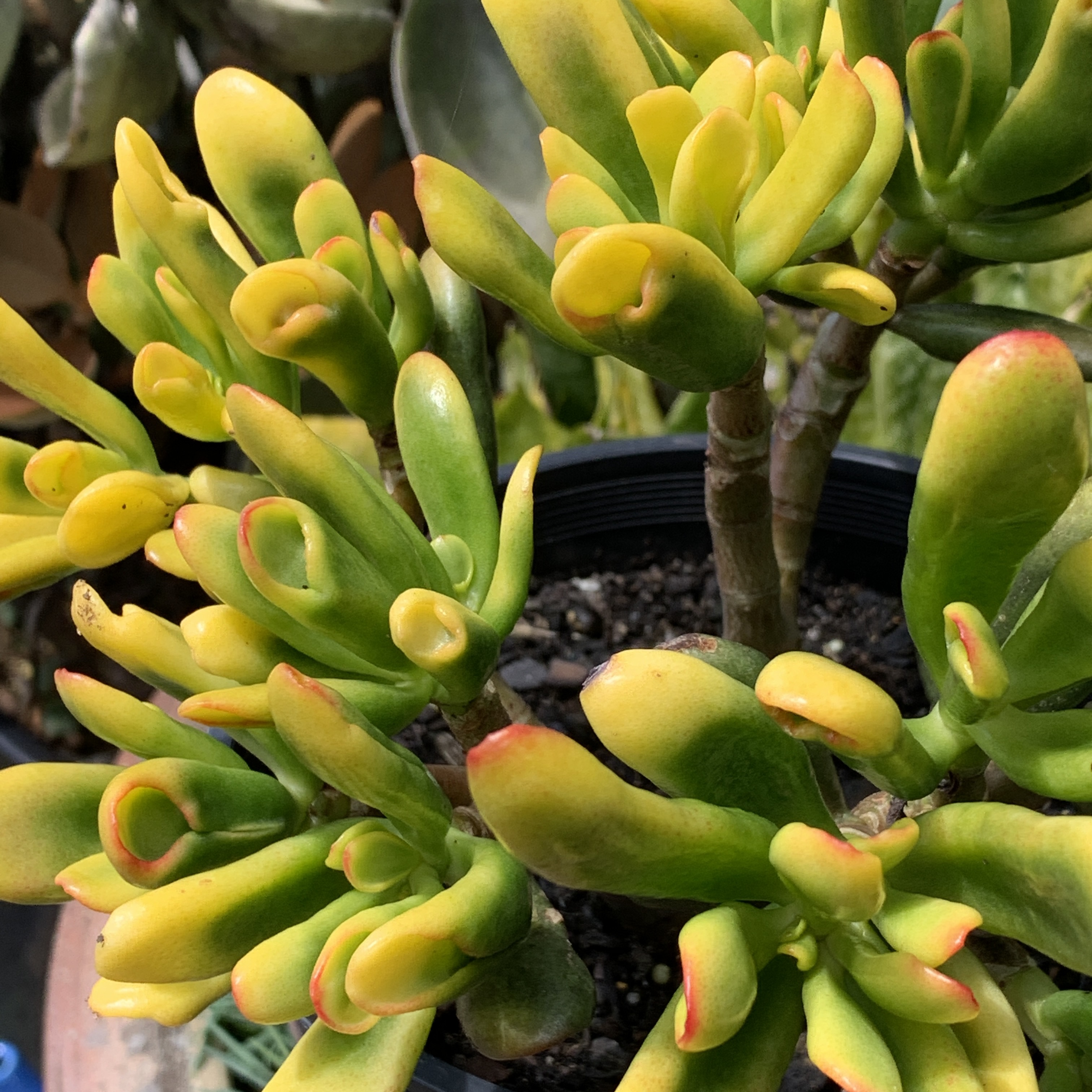 Crassula Gold Fingers