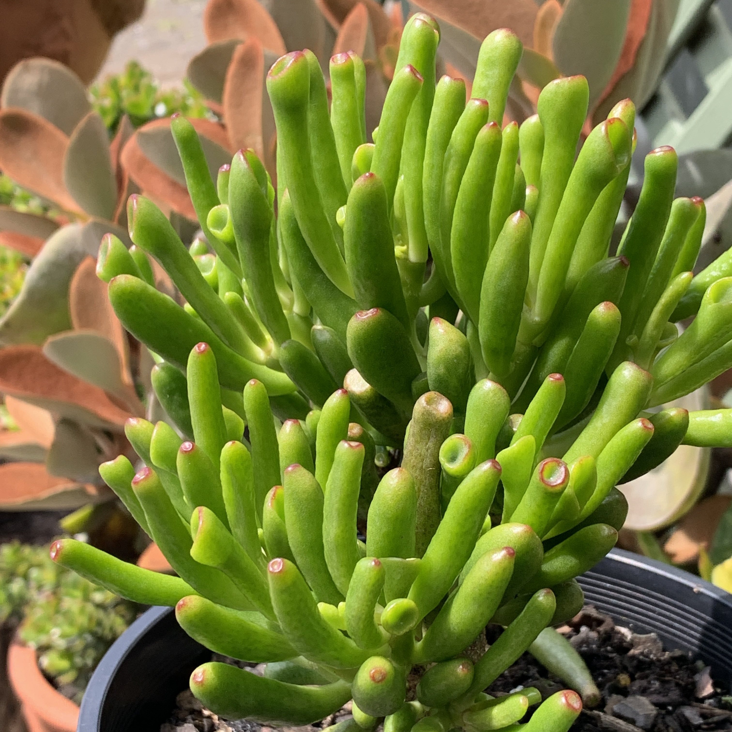 Crassula ovata 'Gollum'