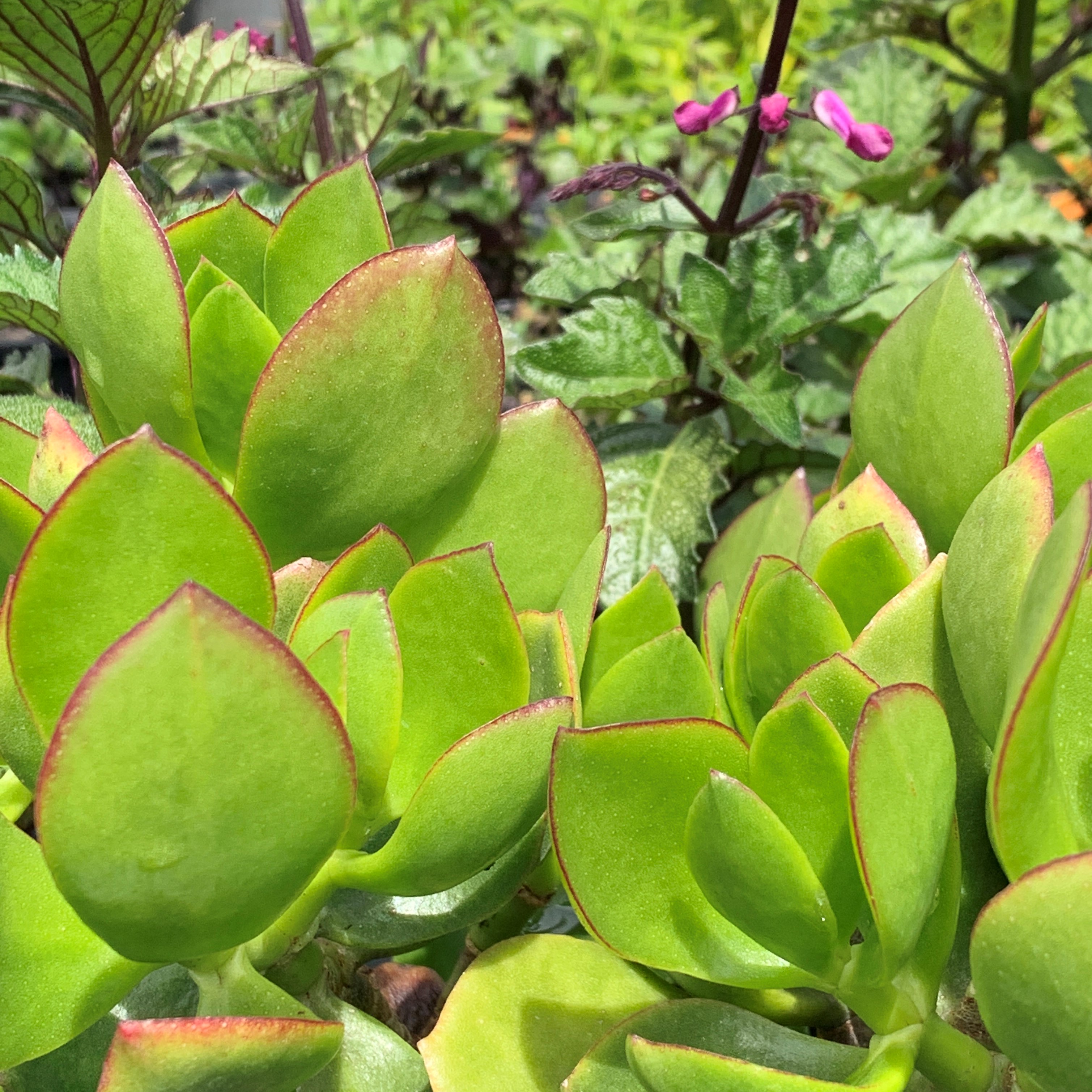 Crassula ovata 'Oblique'