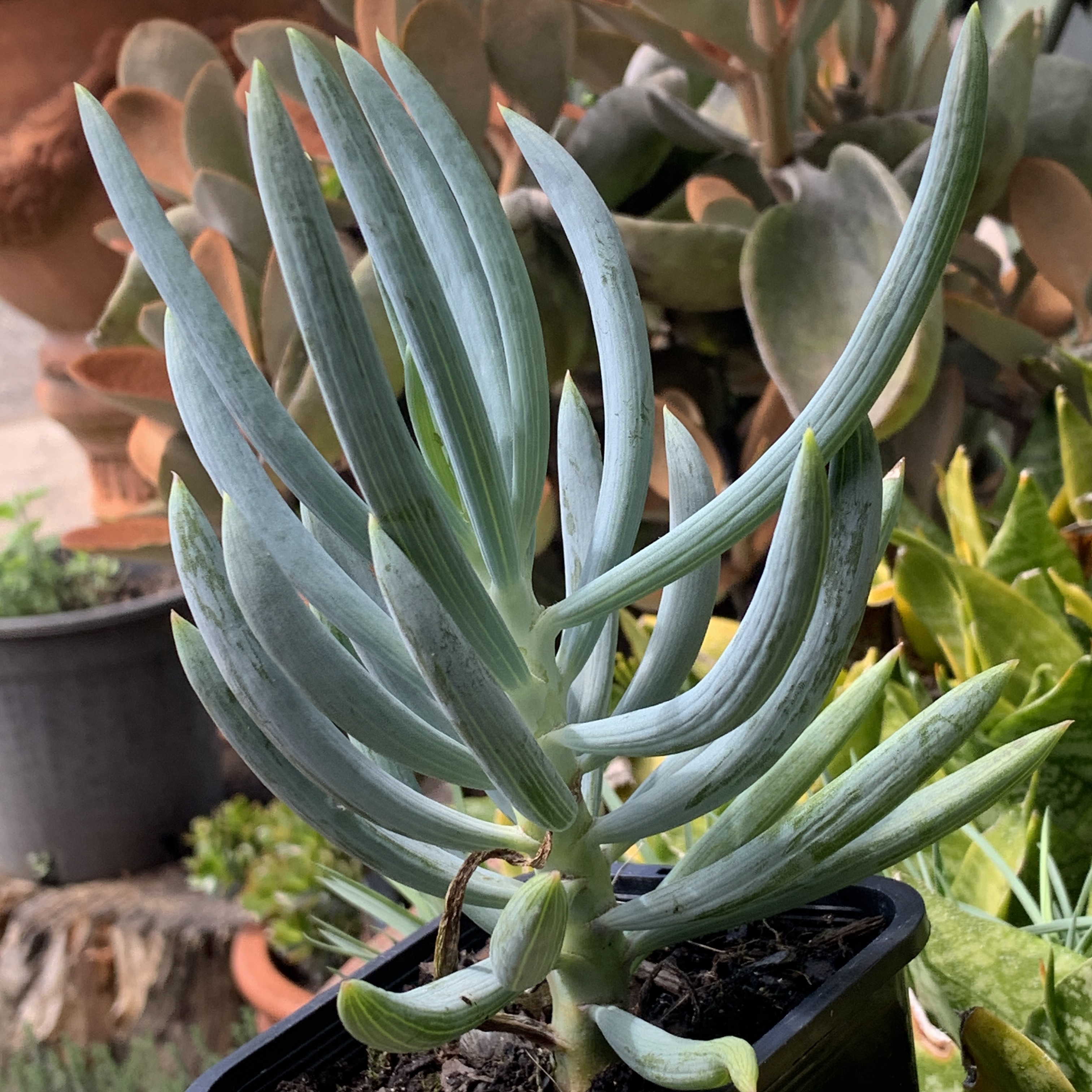 Senecio serpens 'Blue Chalk Sticks'