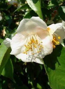 Camellia species Fraterna - Fragrant