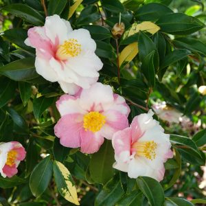 Camellia sasanqua Shibori Egao