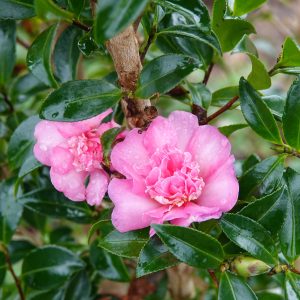 Camellia hiemalis Showa-no-sakae - fragrant