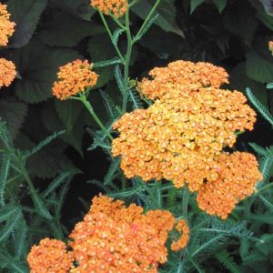 Achillea Inca Gold