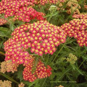 Achillea Paprika
