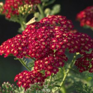 Achillea Red Velvet