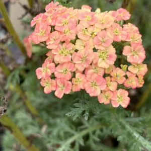 Achillea Pineapple Mango