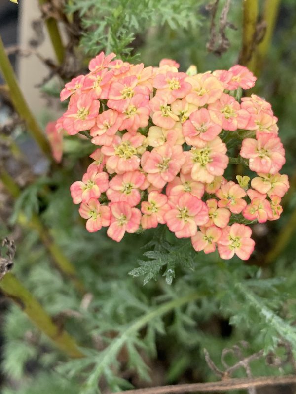 Achillea Pineapple Mango