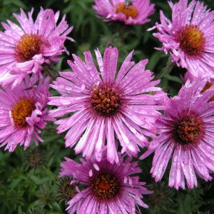 Aster Barr's Pink
