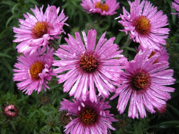 Aster Barr's Pink