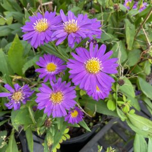 Aster Samoan Lilac