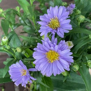 Aster Blue Gown