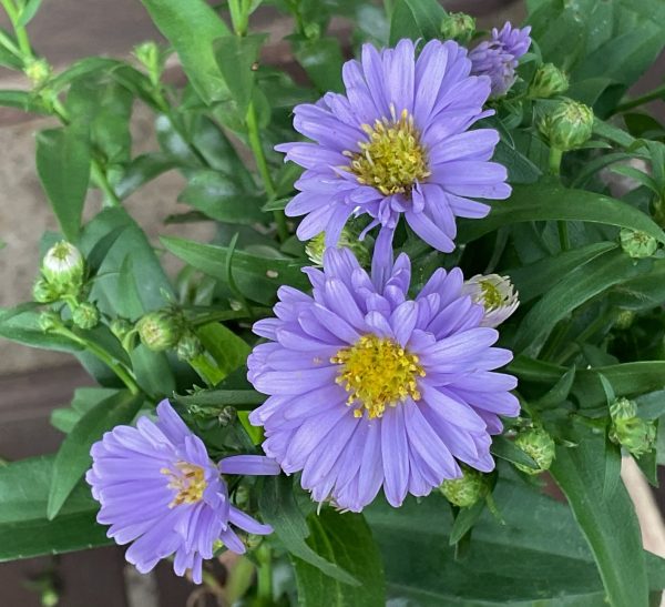 Aster Blue Gown